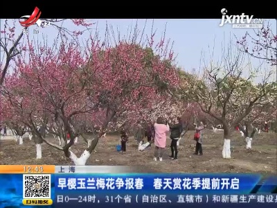上海：早樱玉兰梅花争报春 春天赏花季提前开启