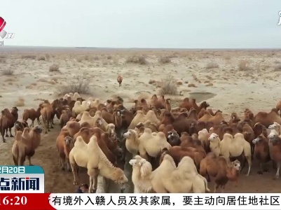 新疆牧民用北斗卫星放牧骆驼