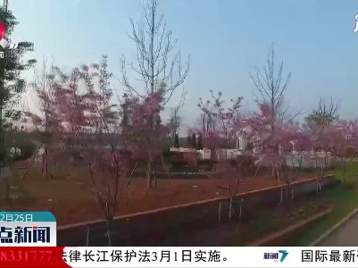 丰城：春暖花开 踏春赏花