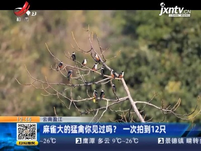 云南盈江：麻雀大的猛禽你见过吗？一次拍到12只