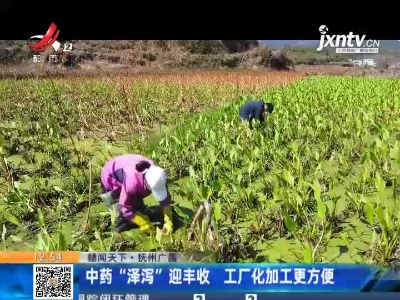 【赣闻天下】抚州广昌：中药“泽泻”迎丰收 工厂化加工更方便