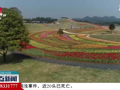 宜丰：郁金香绽放 赏花正当时