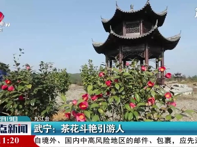 武宁：茶花斗艳引游人