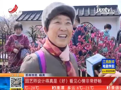 江苏苏州：新春赏花游人“醉” 香雪海梅花已盛开
