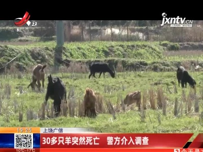 上饶广信：30多只羊突然死亡 警方介入调查
