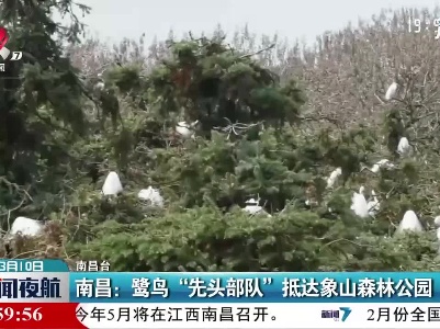 南昌：鹭鸟“先头部队” 抵达象山森林公园