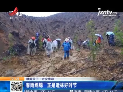 吉安泰和：春雨绵绵 正是造林好时节