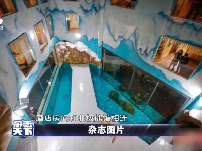 哈尔滨一家北极熊酒店 酒店房间和北极熊馆相连