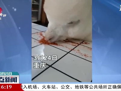 重庆：重口味 它经常偷吃辣椒面
