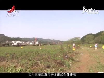 稻花香里20210325 小康路上追梦人——小花的百变玫瑰