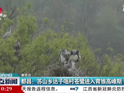 都昌：苏山乡达子咀村苍鹭进入育雏高峰期