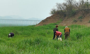 鄱阳湖畔藜蒿香 九江市民采摘忙