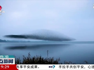 爱尔兰鸟群在空中组成巨鸟造型