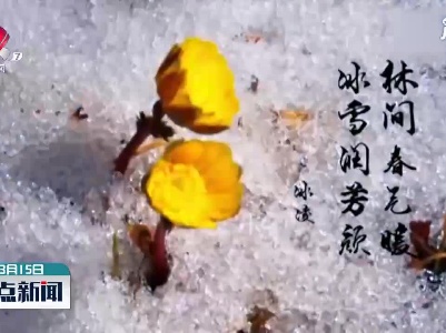 吉林长白山下冰凌花开 寒冷中的一抹温暖