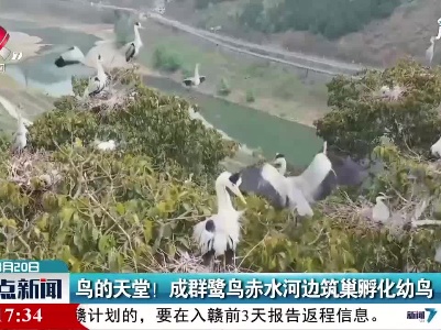 鸟的天堂！成群鹭鸟赤水河边筑巢孵化幼鸟
