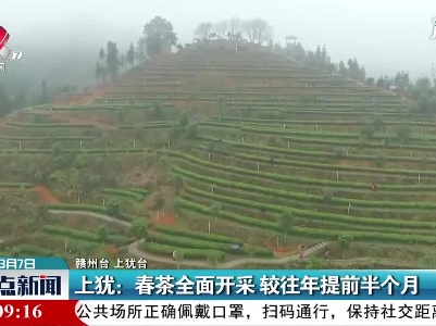 上犹：春茶全面开采 较往年提前半个月