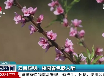 云南昆明：校园春色惹人醉