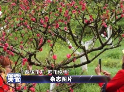 花海如云似雪 春暖花开繁花似锦