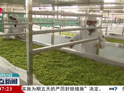 万安：传承手工制茶工艺 提升产值效益