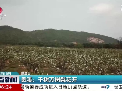 贵溪：千树万树梨花开