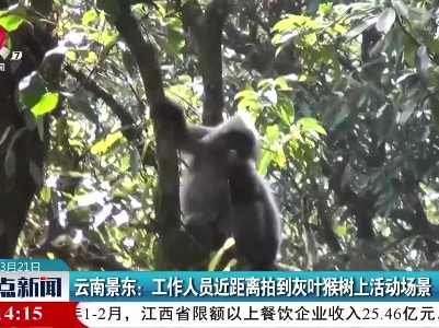 云南景东：工作人员近距离拍到灰叶猴树上活动场景