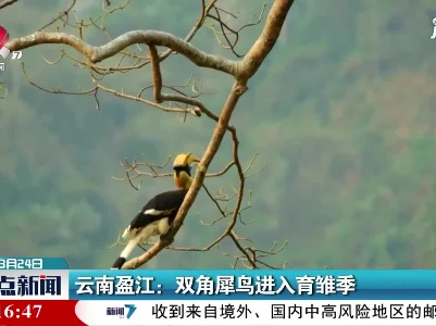云南盈江：双角犀鸟进入育雏季