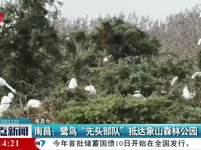 南昌：鹭鸟“先头部队”抵达象山森林公园