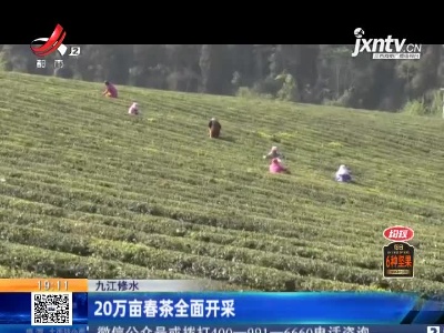 九江修水：20万亩春茶全面开采