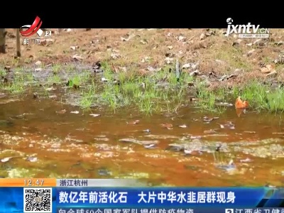 浙江杭州：数亿年前活化石 大片中华水韭居群现身