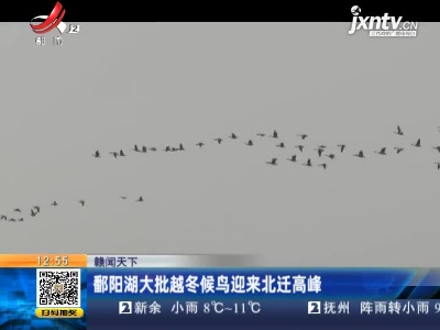 【赣闻天下】鄱阳湖大批越冬候鸟迎来北迁高峰