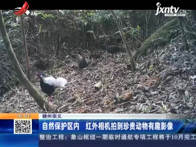 赣州崇义：自然保护区内 红外相机拍到珍贵动物有趣影像