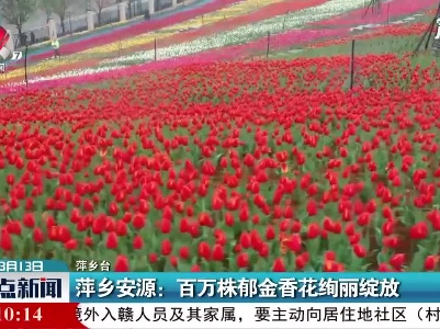 萍乡安源：百万株郁金香花绚丽绽放