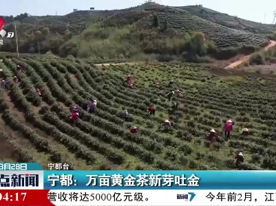 宁都：万亩黄金茶新芽吐金