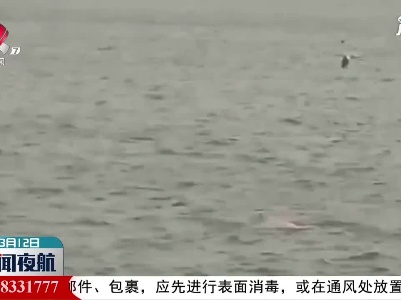 粉色中华白海豚现身广东湛江湾