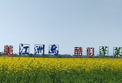九江江洲：户外踏青游玩 感受春天气息