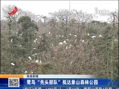 南昌新建：鹭鸟“先头部队”抵达象山森林公园