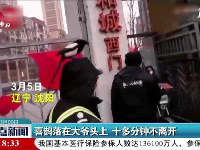 辽宁：喜鹊落在大爷头上 十多分钟不离开