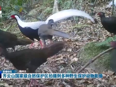 齐云山国家级自然保护区拍摄到多种野生保护动物影像
