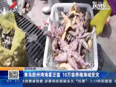 青岛胶州湾海星泛滥 10万亩养殖海域受灾