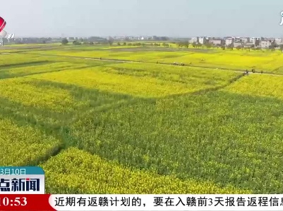安义：20万亩油菜花海进入最佳观赏期