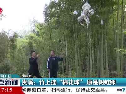 贵溪：竹上挂“棉花球” 原是树蛙卵