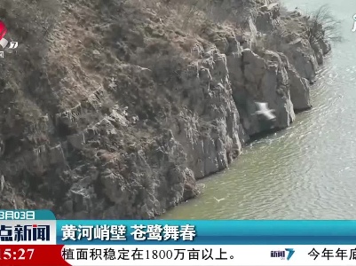 黄河峭壁 苍鹭舞春