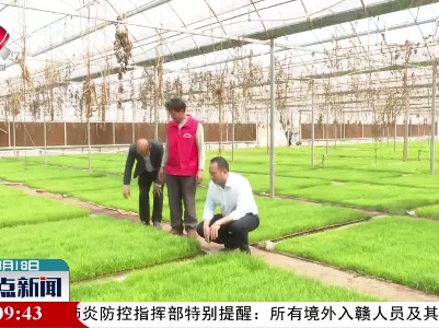 信丰：育秧中心出成果 早稻秧苗长势好