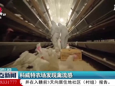 科威特农场发现禽流感