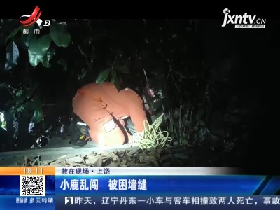 【救在现场】上饶：小鹿乱闯 被困墙缝