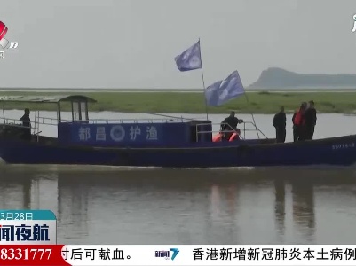 鄱阳湖：江豚嬉戏自在游 巡护监测常态化