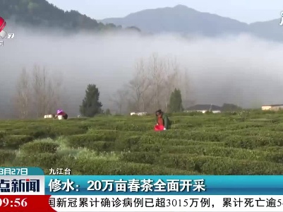 修水：20万亩春茶全面开采