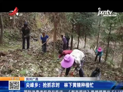 抚州广昌·尖峰乡：抢抓农时 林下黄精种植忙