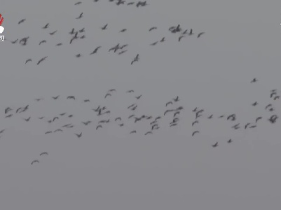 鄱阳湖越冬候鸟进入北迁高峰期