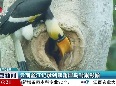 云南盈江记录到双角犀鸟封巢影像